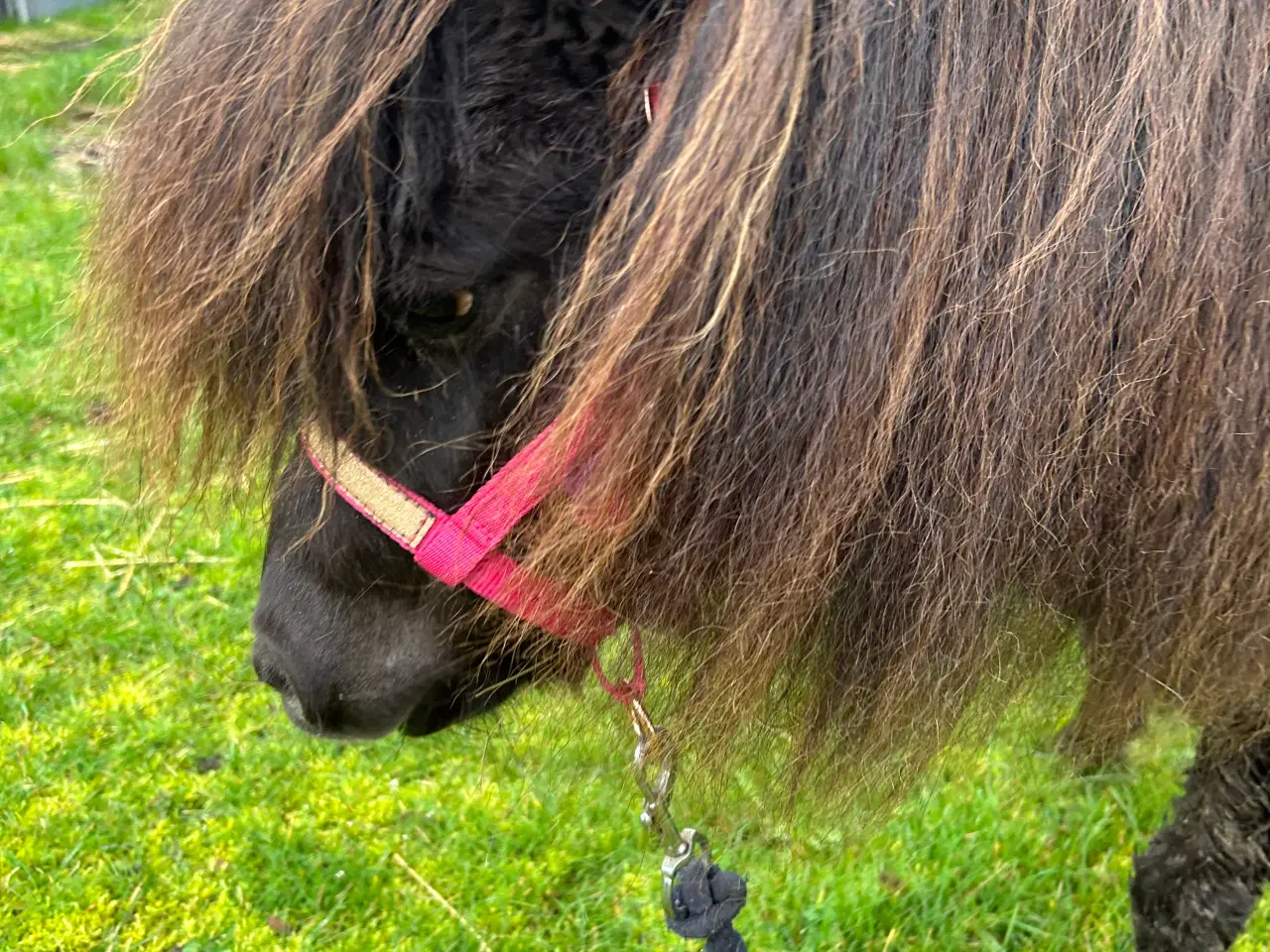 Billede 15 - Skøn mini shetlænder hoppe sælges 