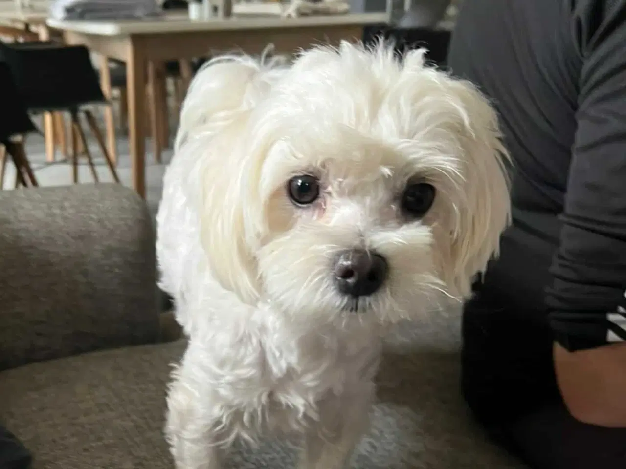 Billede 6 - Skønne Malteser