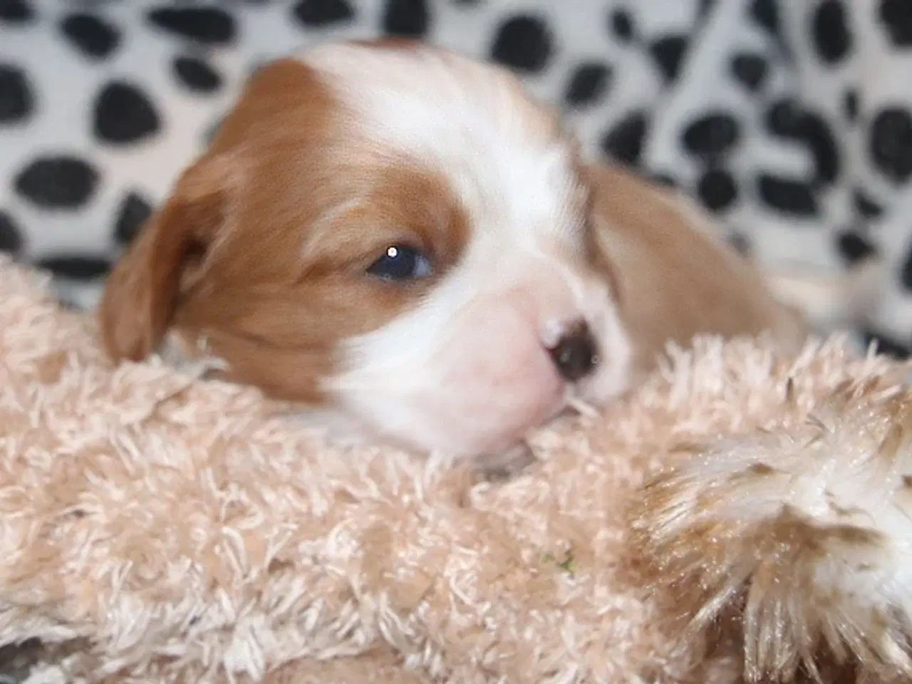 Billede 9 - Lækre cavalier drengebørn med stamtavle.