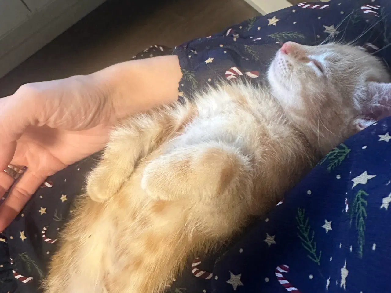 Billede 6 - Norsk skovkat killinger