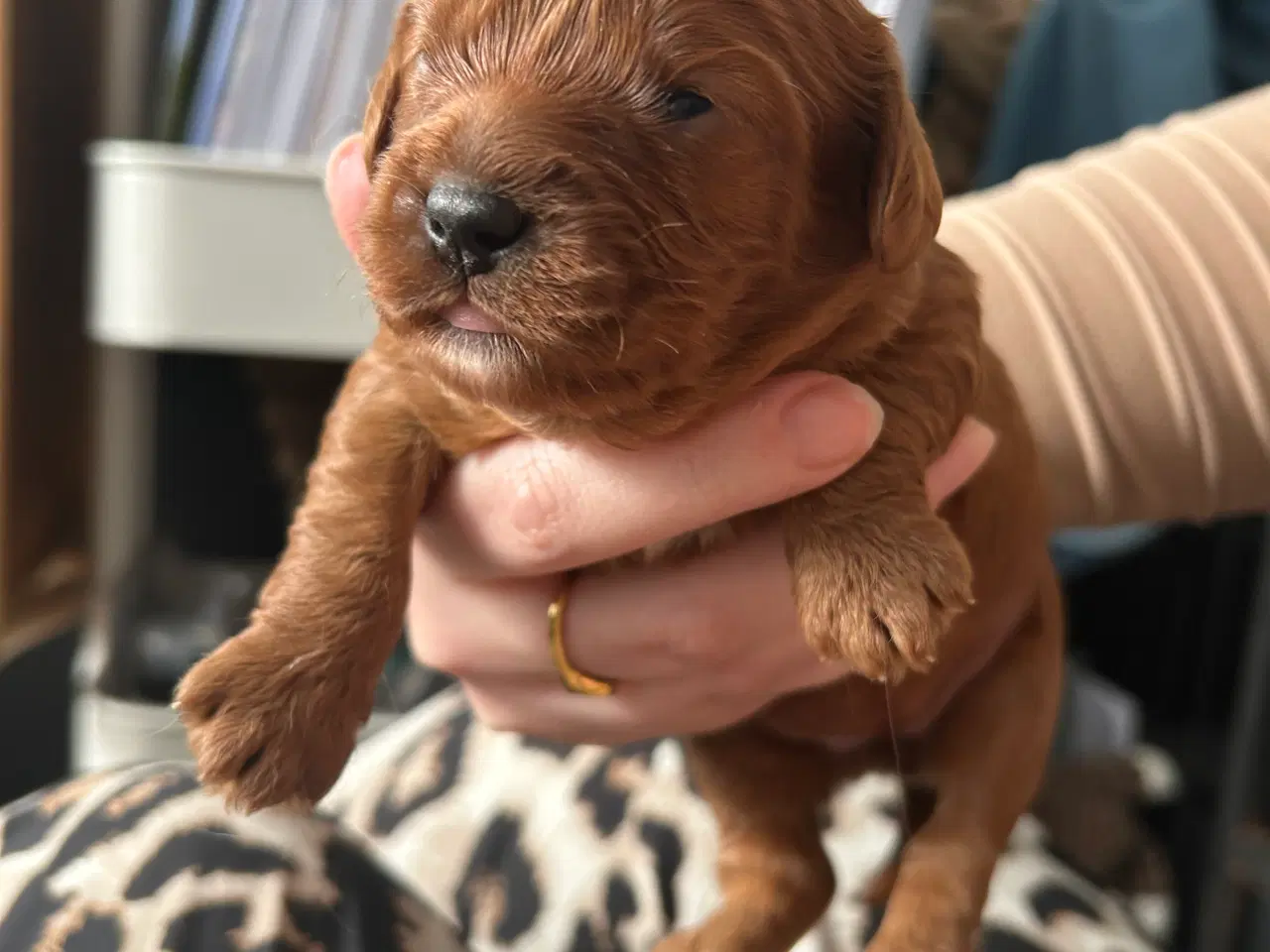 Billede 11 - Skønne Cavapoo hvalpe