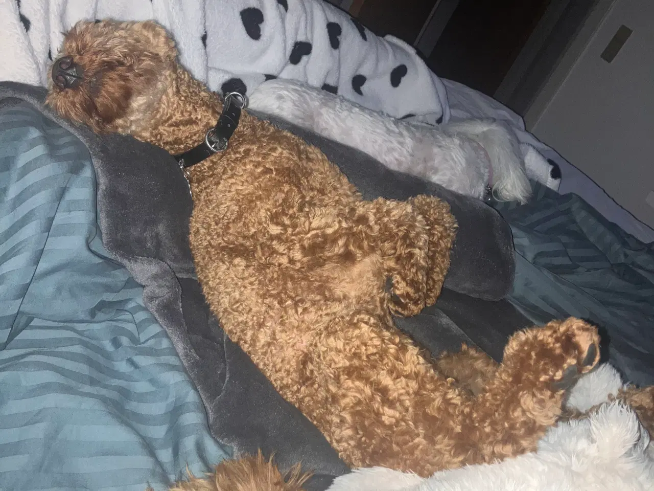 Billede 1 - Lui Puddel Parring