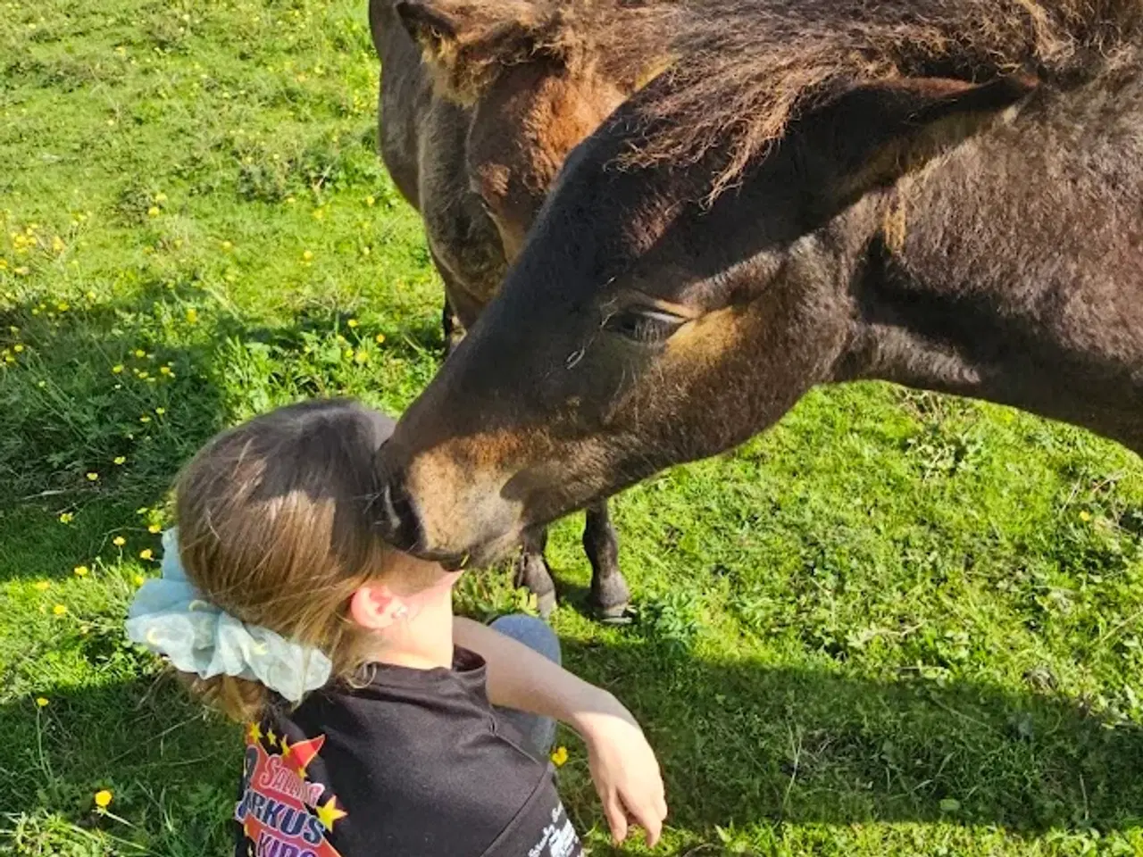 Billede 14 - Avl - Stævne eller Luksus ridehest <3