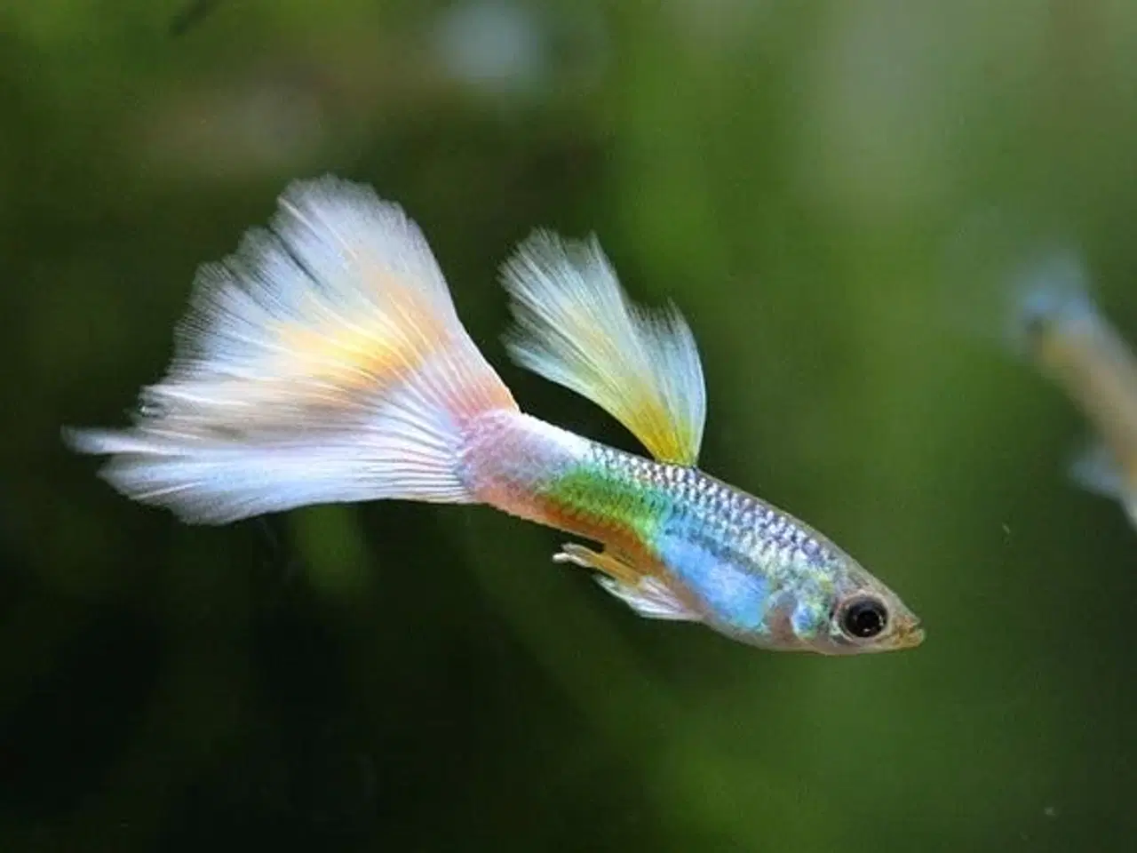 Billede 1 - Guppy til Akvarium købes