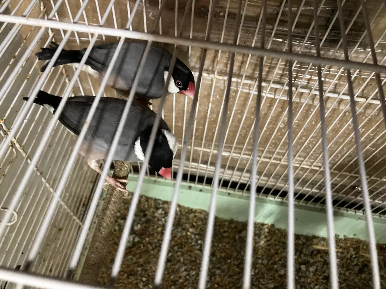 Billede 1 - Risfugler