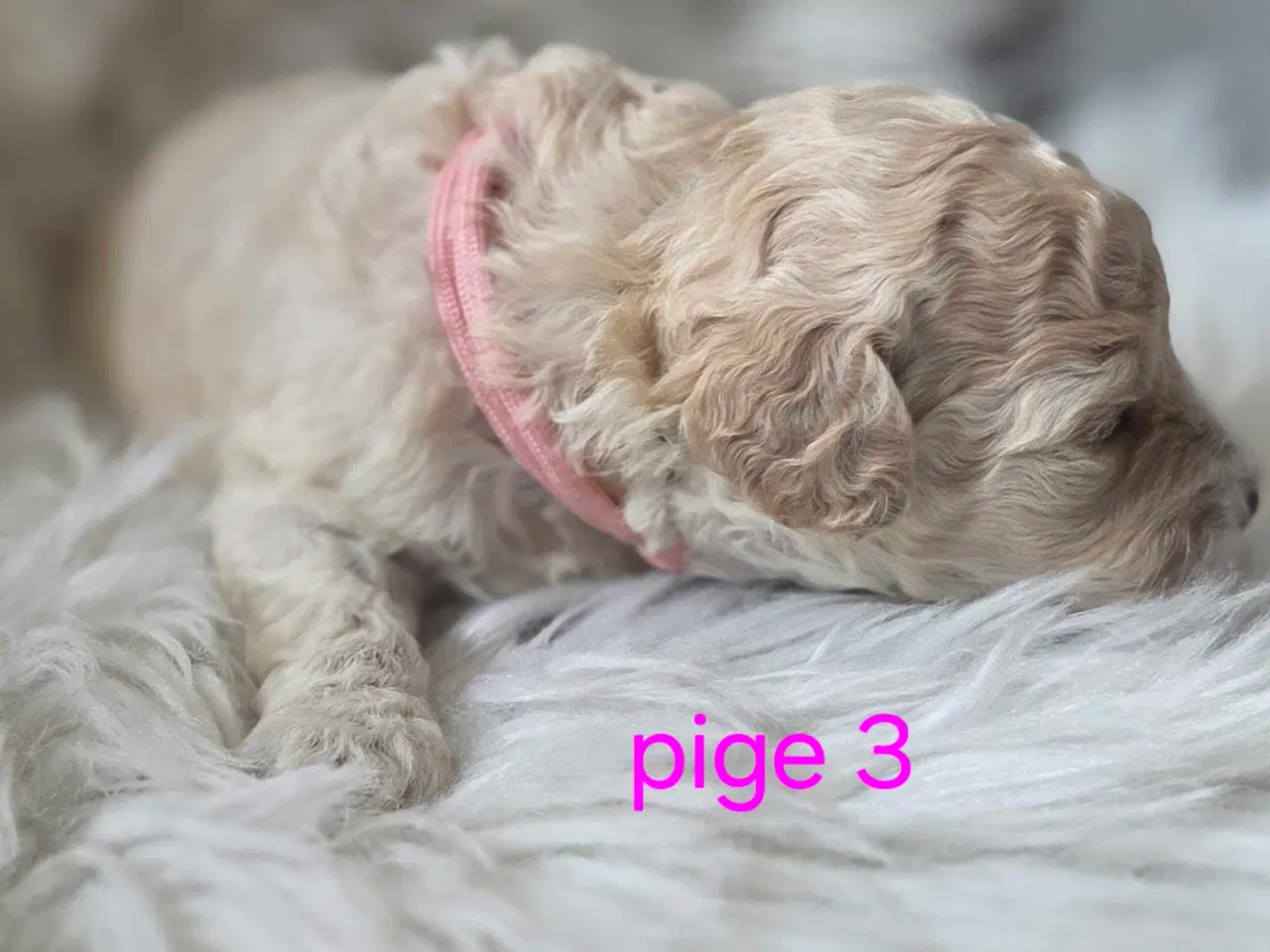 Billede 6 - F1b Cockapoo 