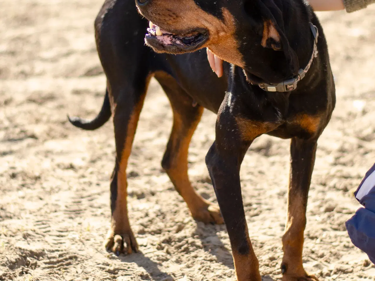Billede 5 - Smukke Ripley søger familie