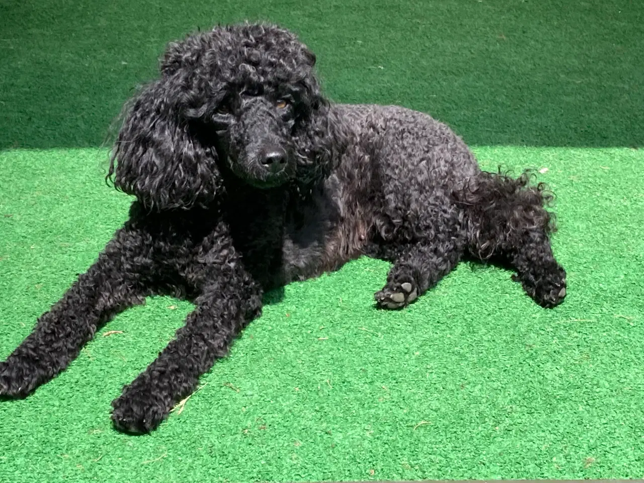 Billede 16 - 5 ugers Dværgpudel drenge