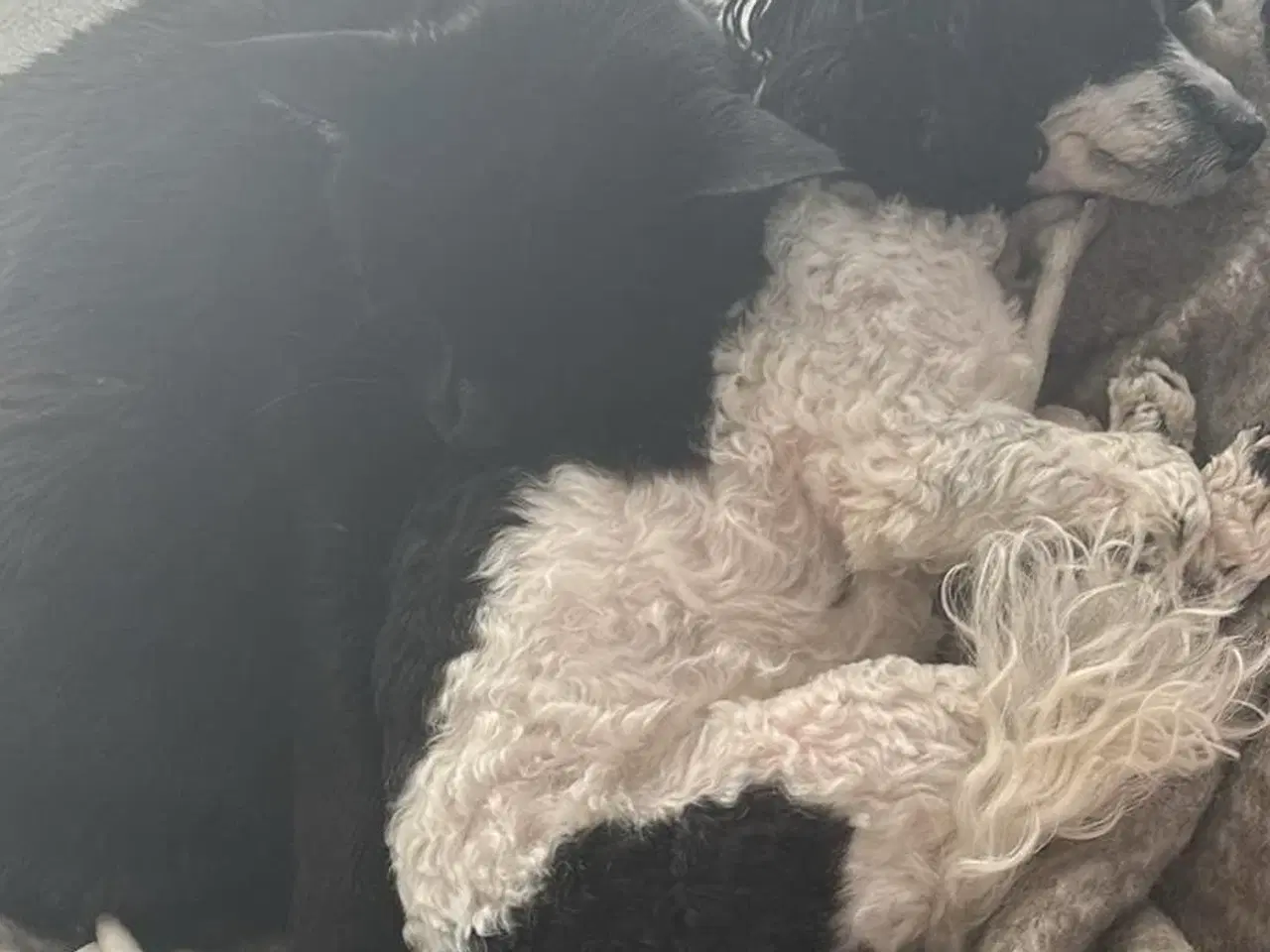 Billede 6 - To fantastiske hund søger hjem sammen