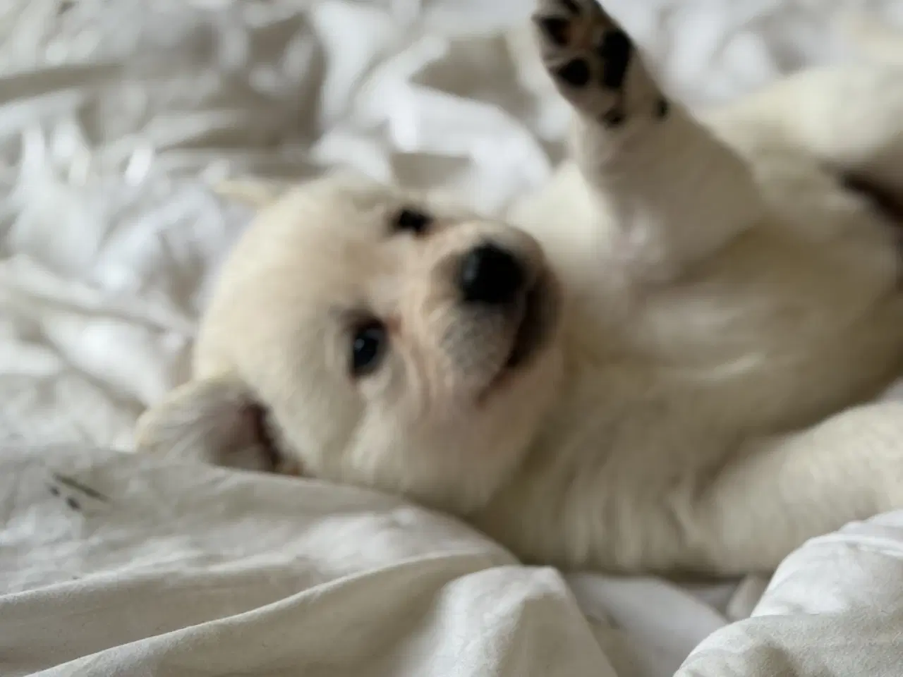 Billede 7 - Blød julegave så se her kan leveres