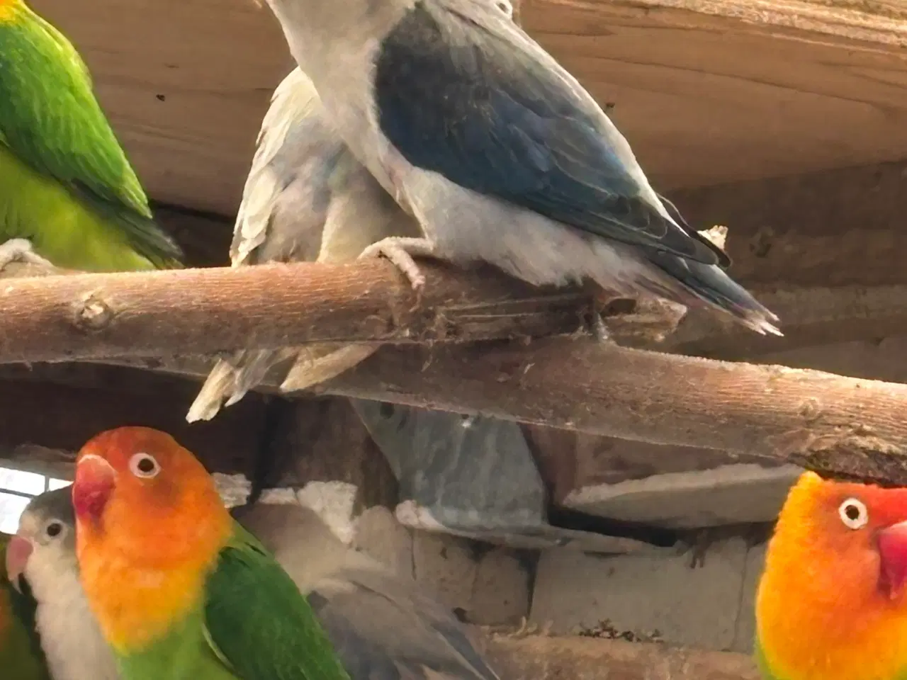 Billede 4 - Rødhovedet dværgpapegøje opalin 