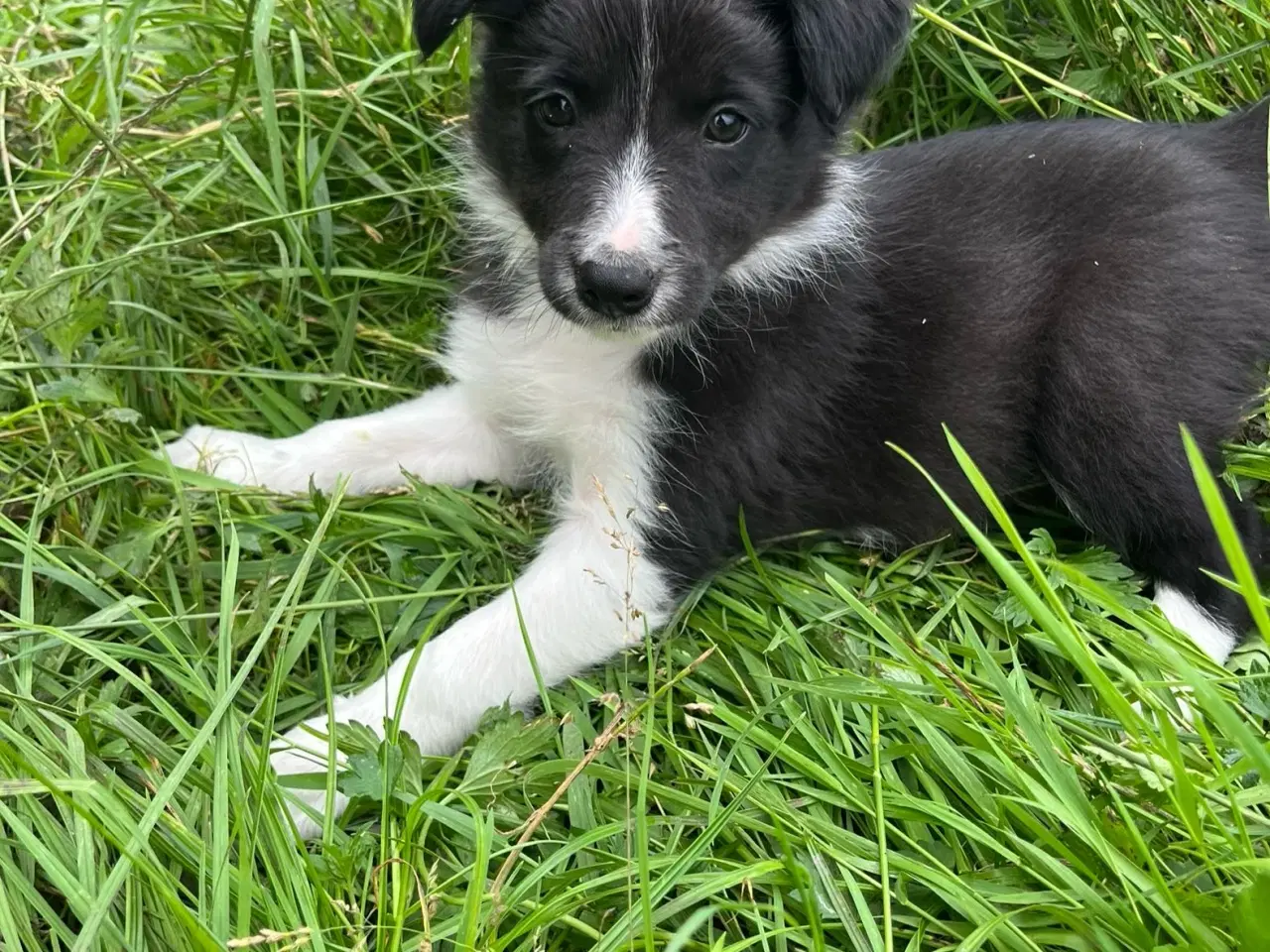 Billede 3 - Border Collie hvalpe