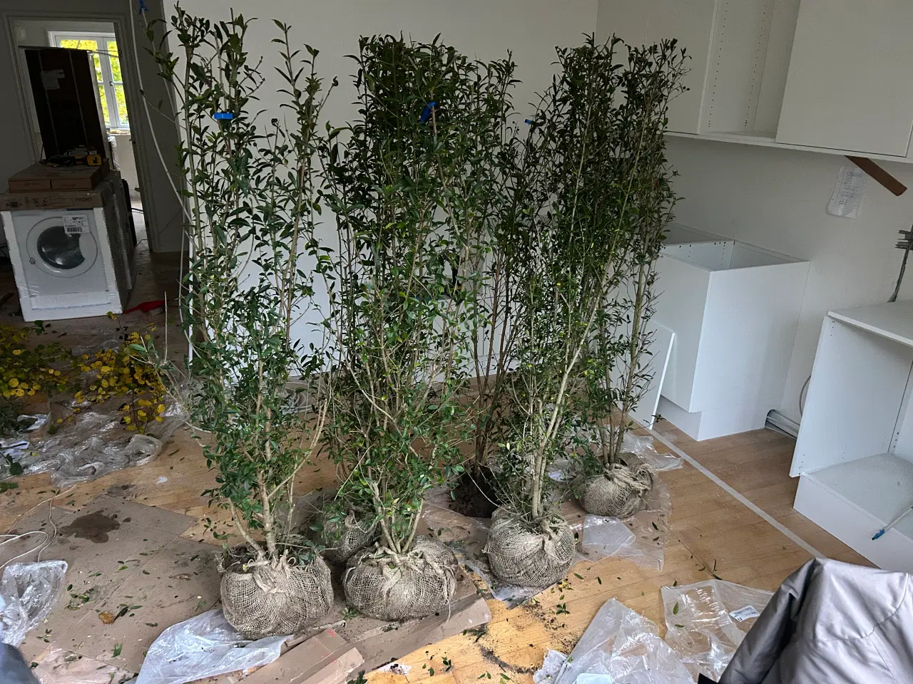 Billede 1 - 6 stk. ligustahække