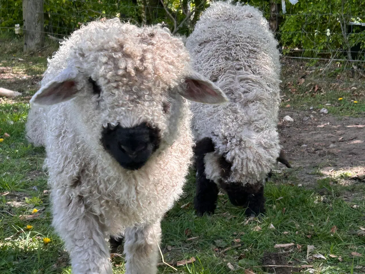 Billede 2 - 2 Vallais Blacknose Væddere