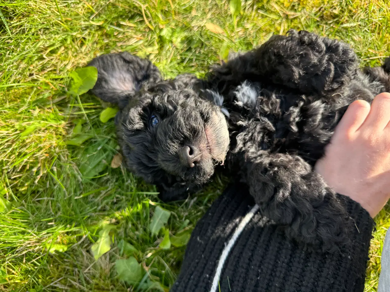 Billede 1 - Skønne Cockapoo-hvalpe søger sit endelige hjem