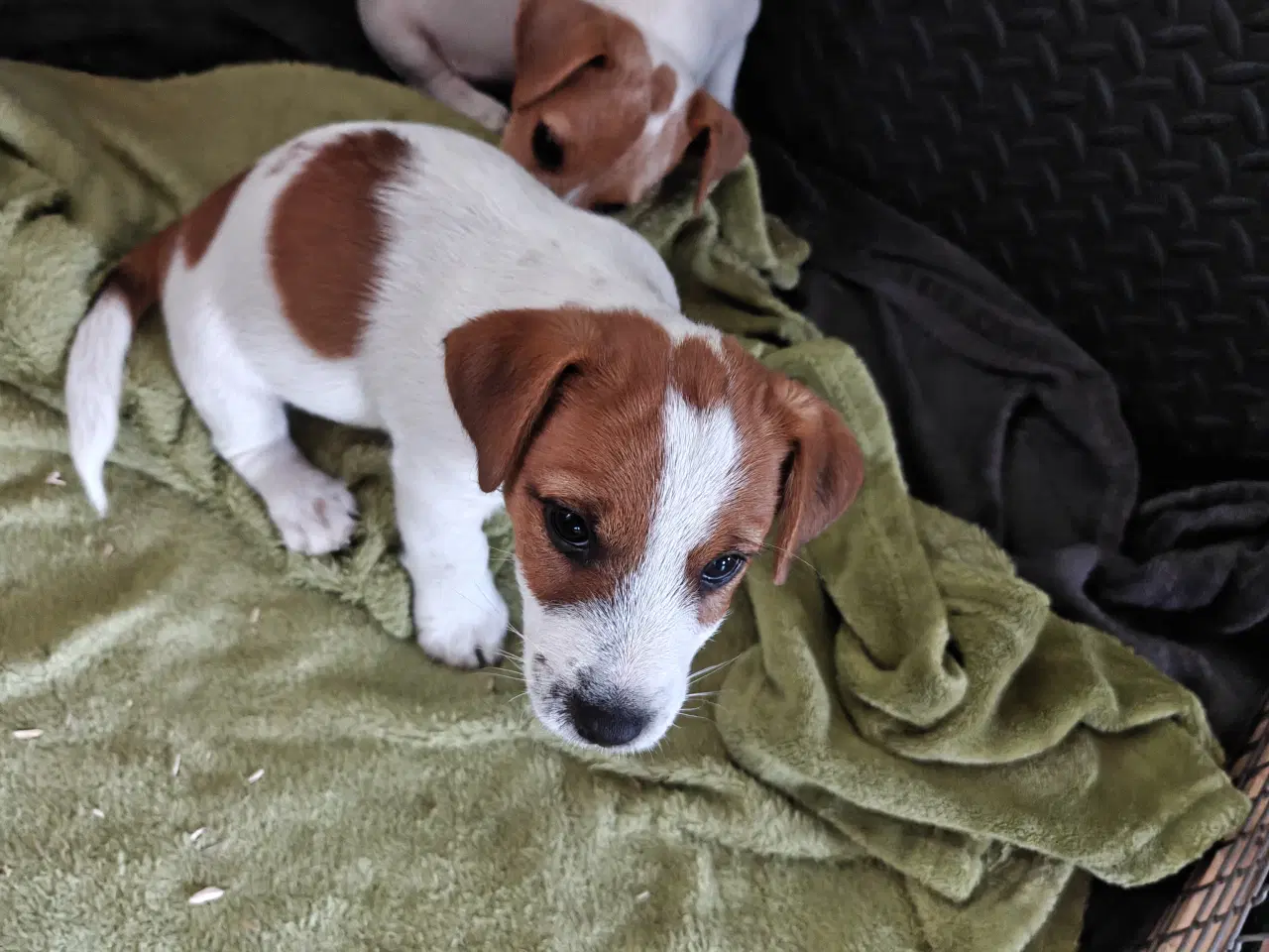 Billede 8 - Lækker Jack Russell Terrier hvalpe