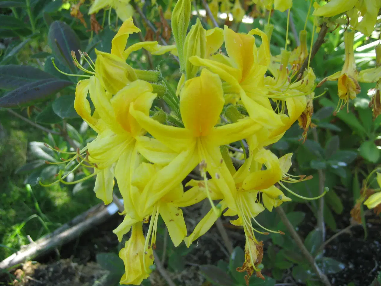 Billede 4 - Guldazalea, Rhododendron