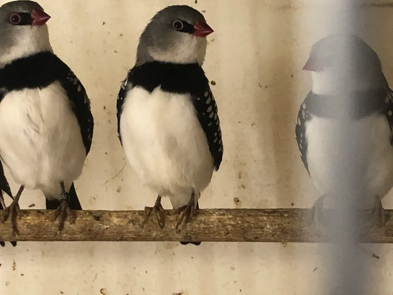 Billede 1 - Diamant finker