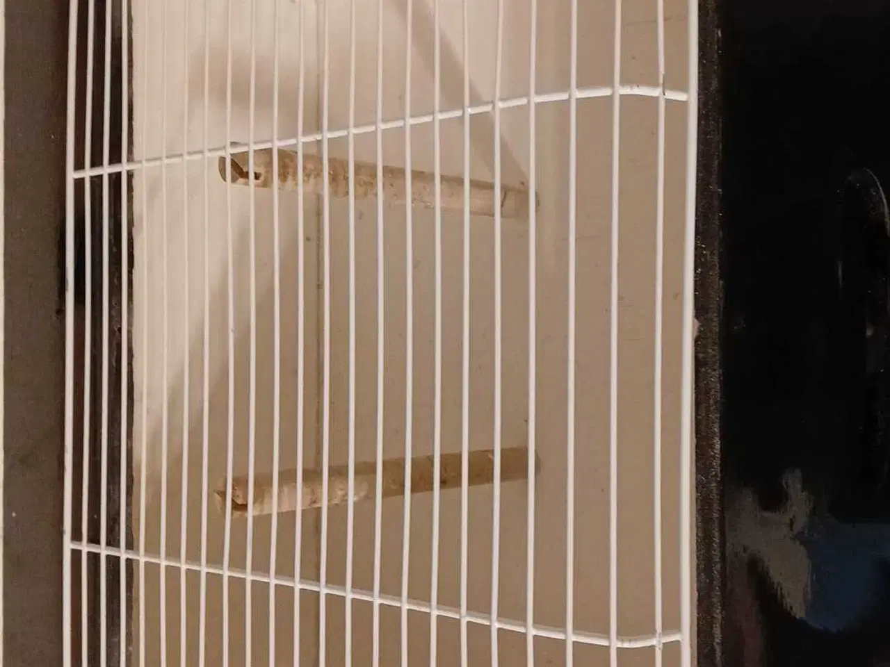 Billede 2 - Transport bur/ fuglebur 