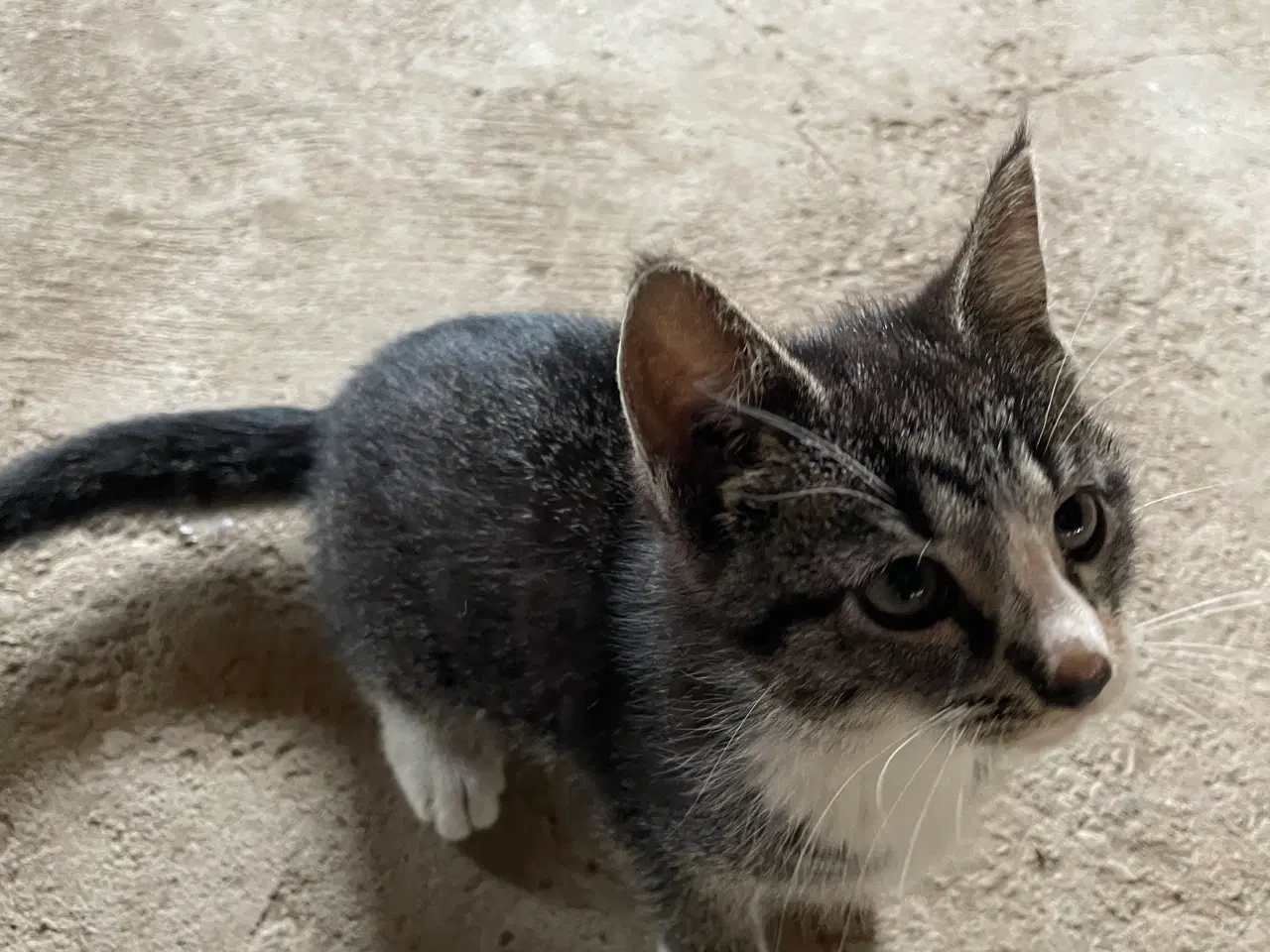 Billede 2 - Katte killinger gratis