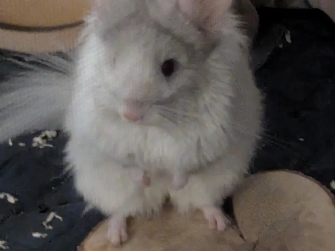 Billede 4 - Chinchilla mor og far med to unger 