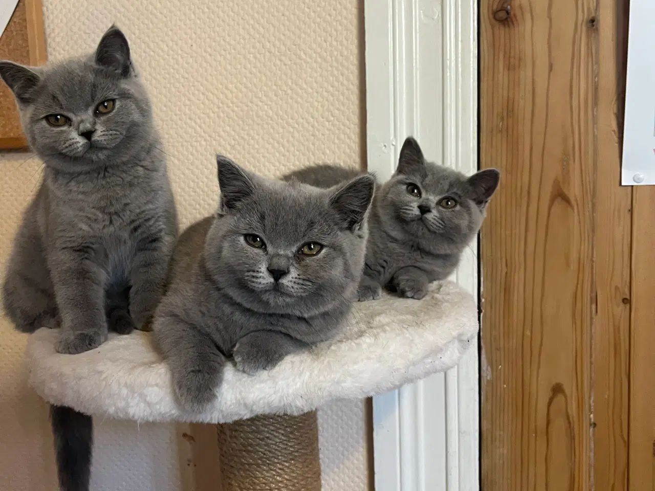 Billede 2 - British Shorthair 