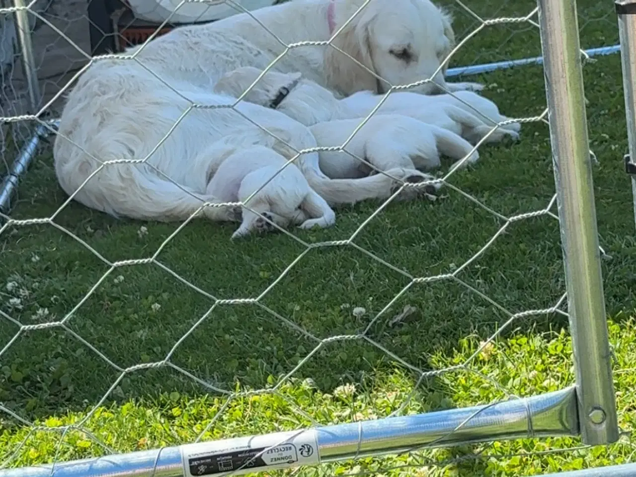 Billede 12 - Golden Retriever hvalpe 