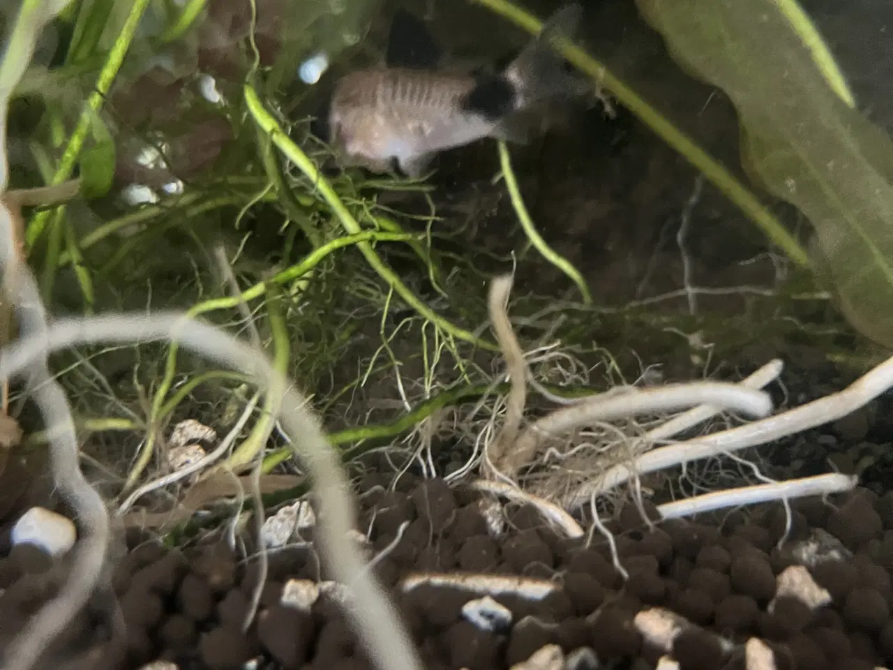 Billede 2 - Fisk gratis