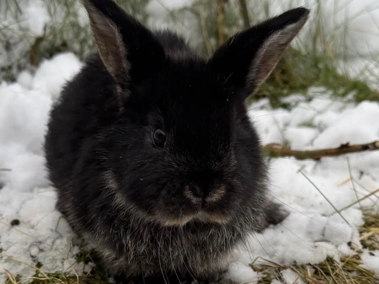 Billede 5 - Dværgvædder unger sælges 