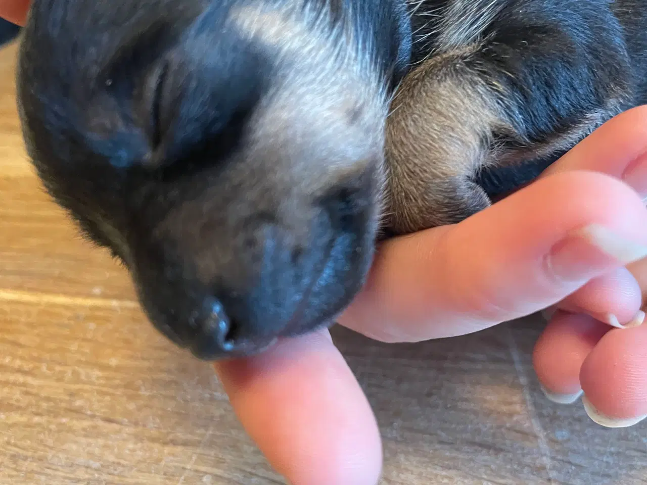 Billede 4 - Lækre Prazsky krysarik hvalpe 