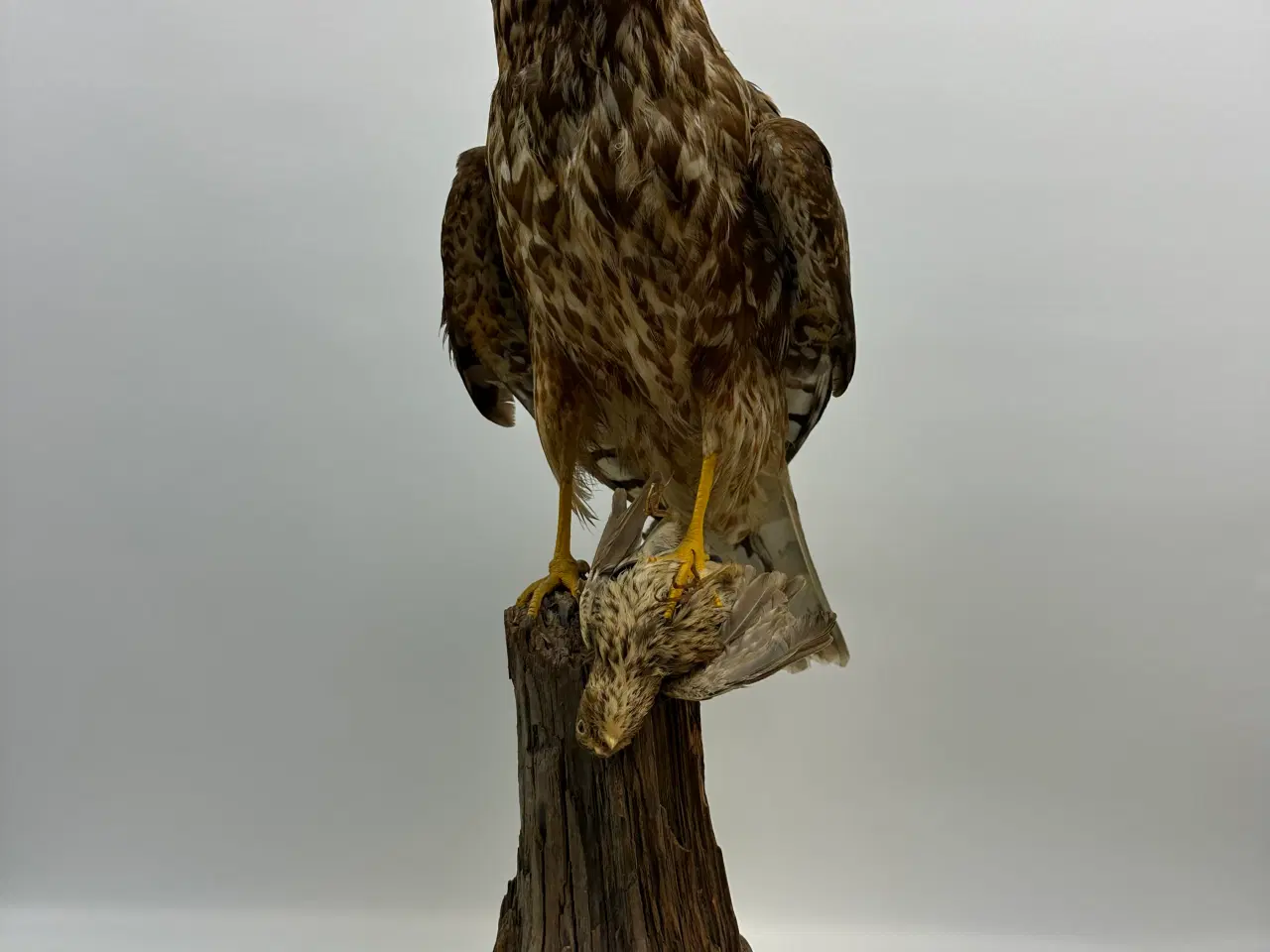 Billede 6 - Udstoppet høg m. bytte