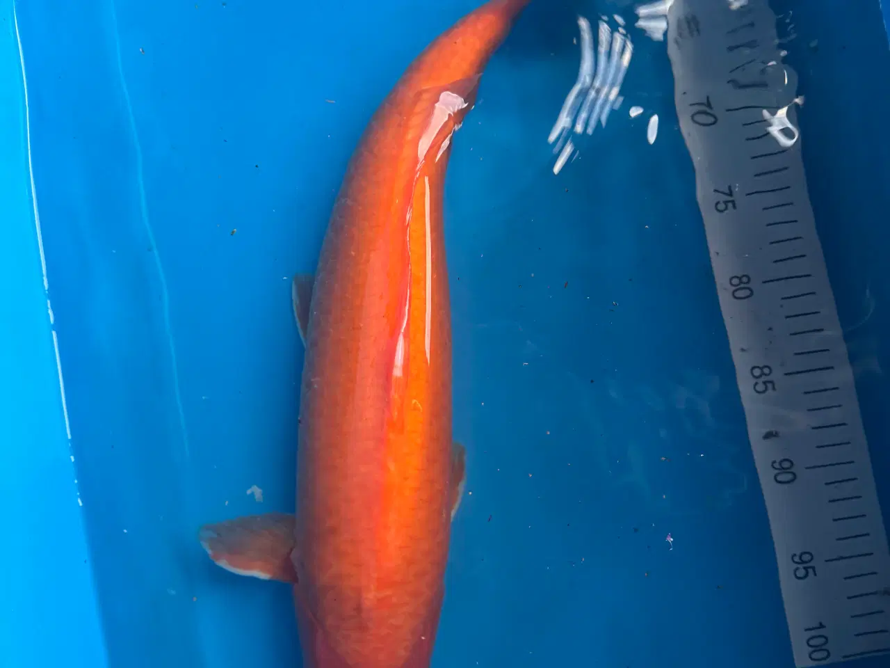 Billede 4 - Japansk koi