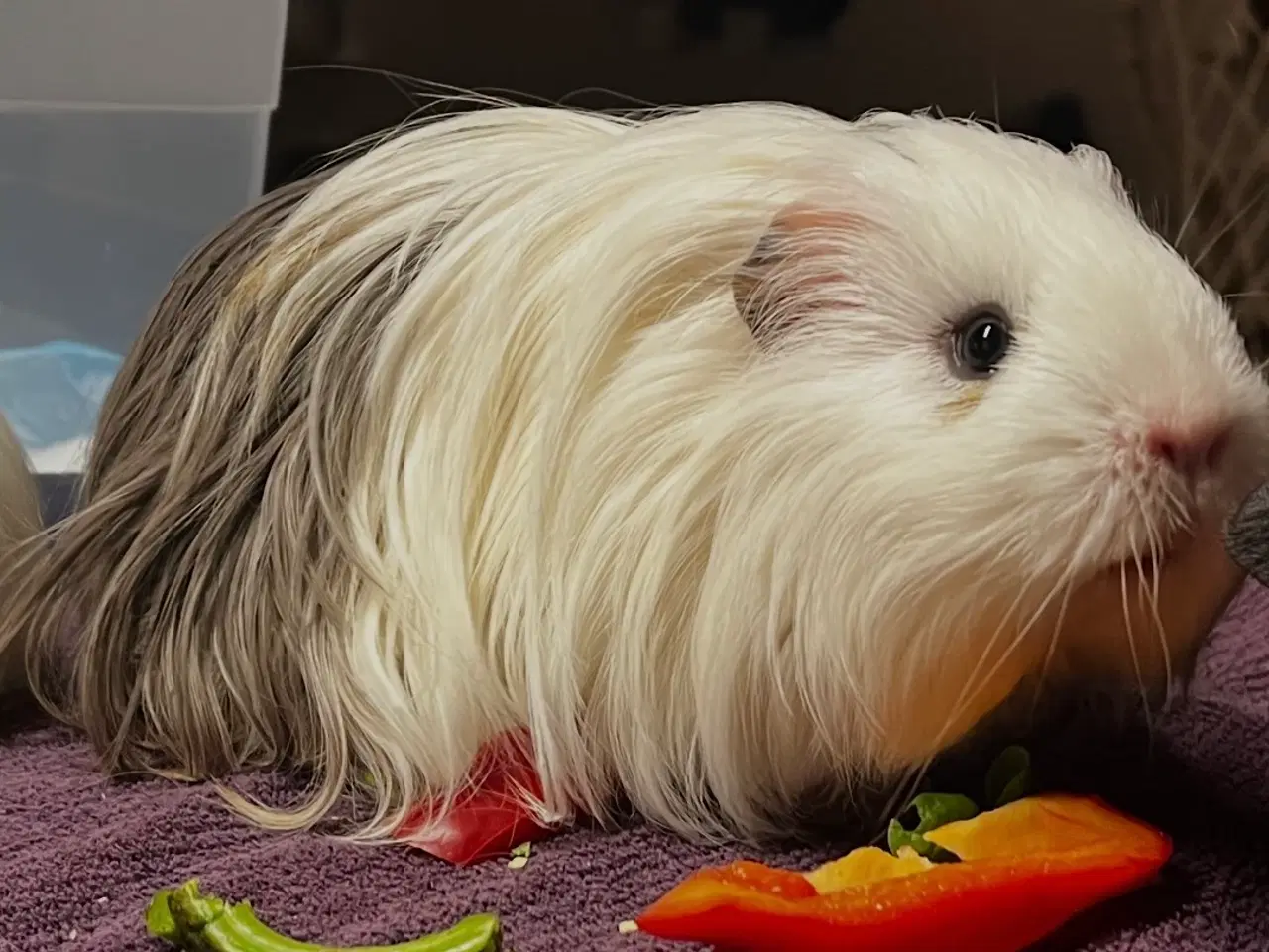 Billede 3 - Sheltie Han Marsvin