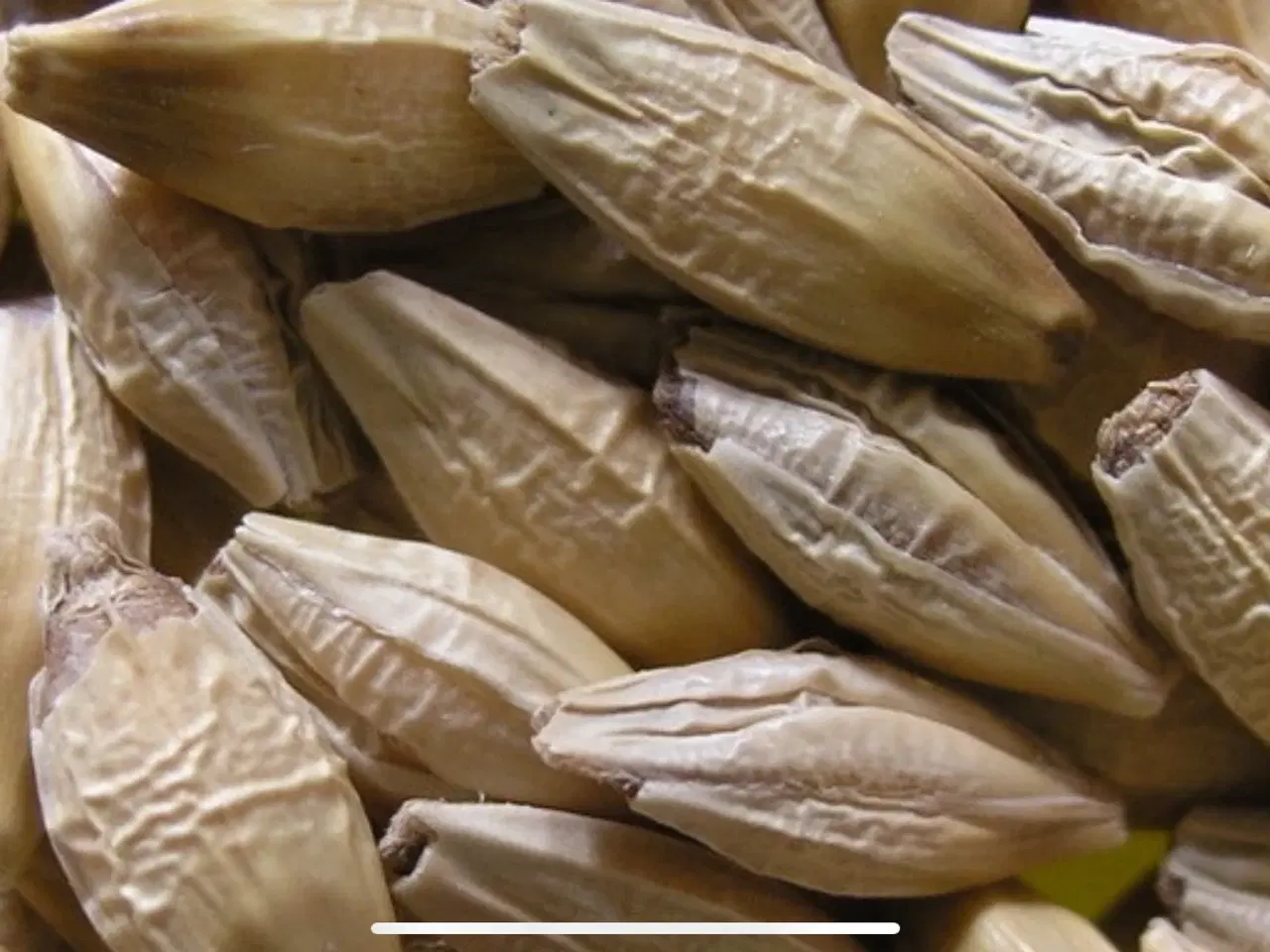 Billede 1 - Foderkorn