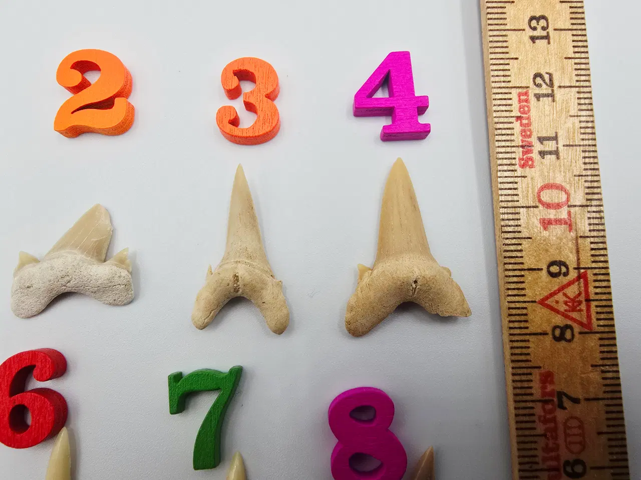 Billede 3 - Forstenede haj tænder sælges til 20,- pr. stk.