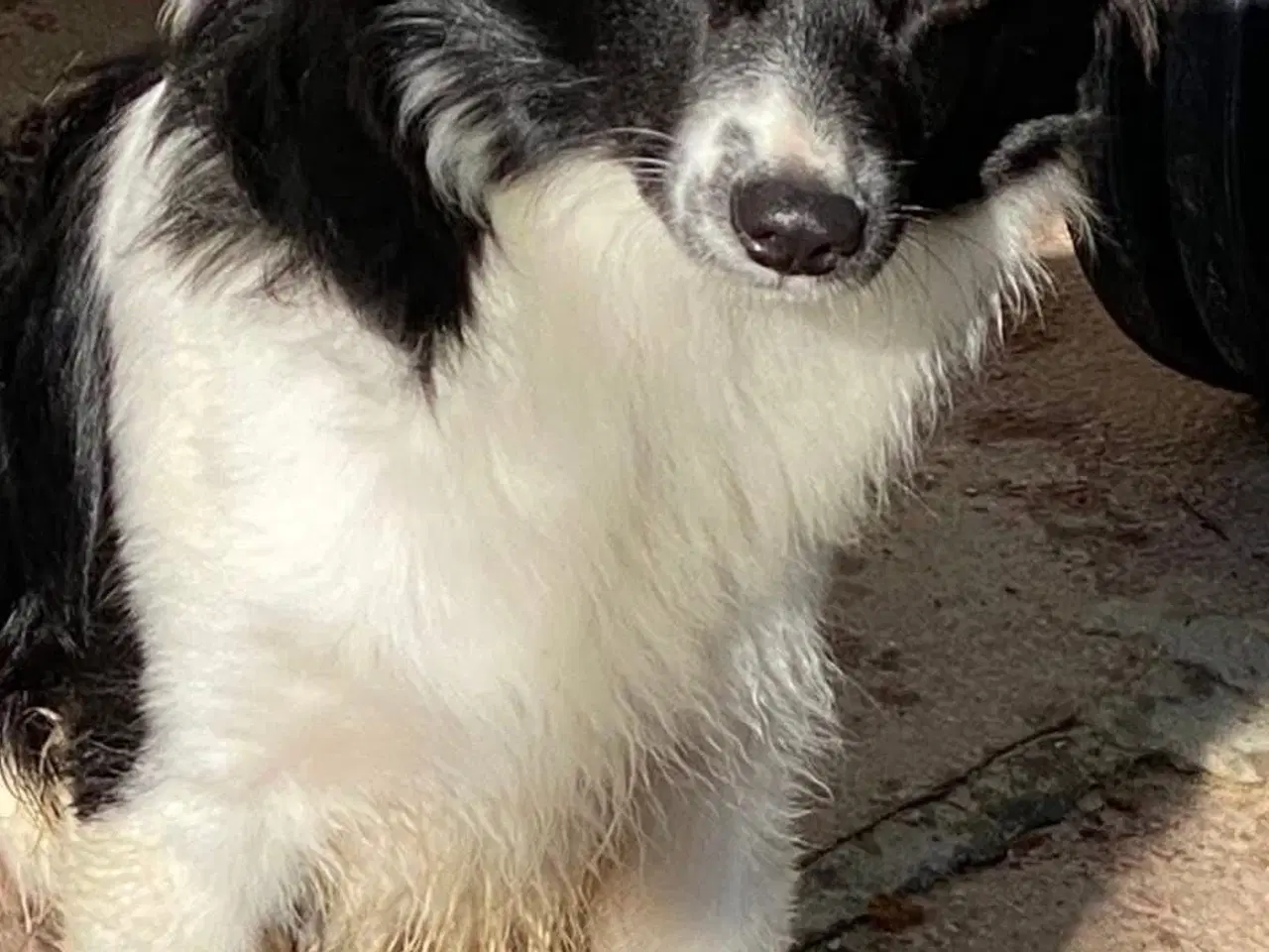 Billede 4 - Albert søger familie