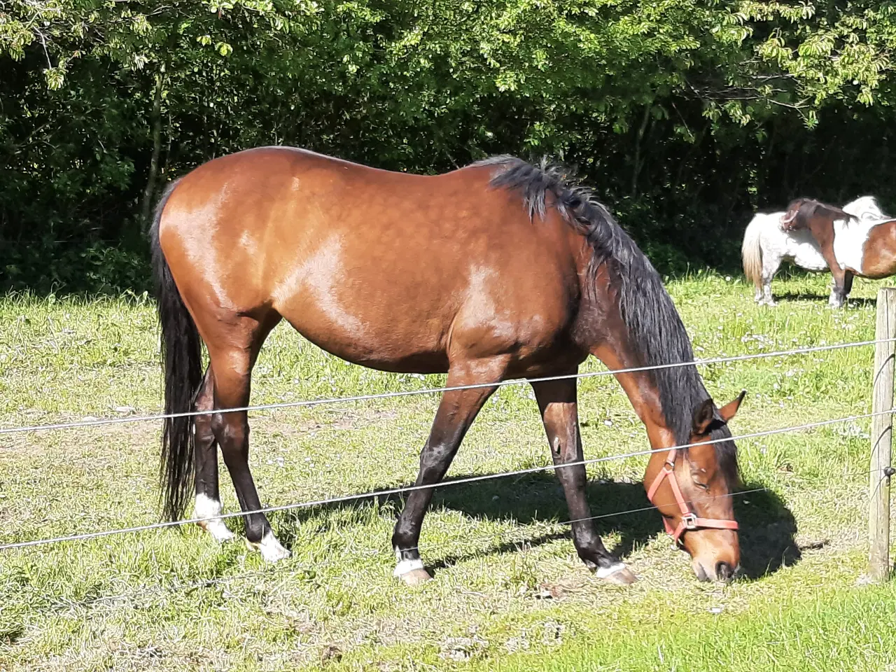 Billede 2 - Oldenborg hoppe sælges