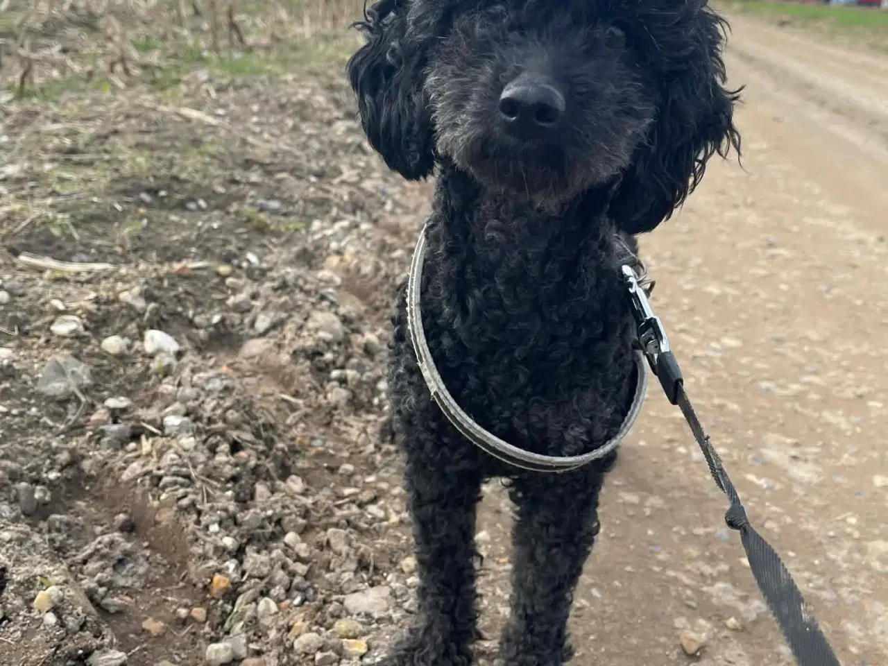 Billede 8 - 🌸 Skønne Verdi søger et kærlige hjem 🌸