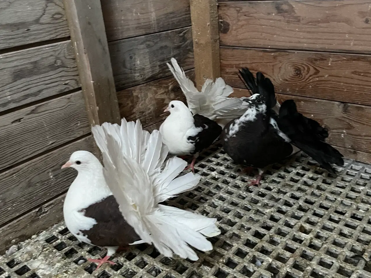 Billede 6 - 3 flotte højstjerter dueunger sælges