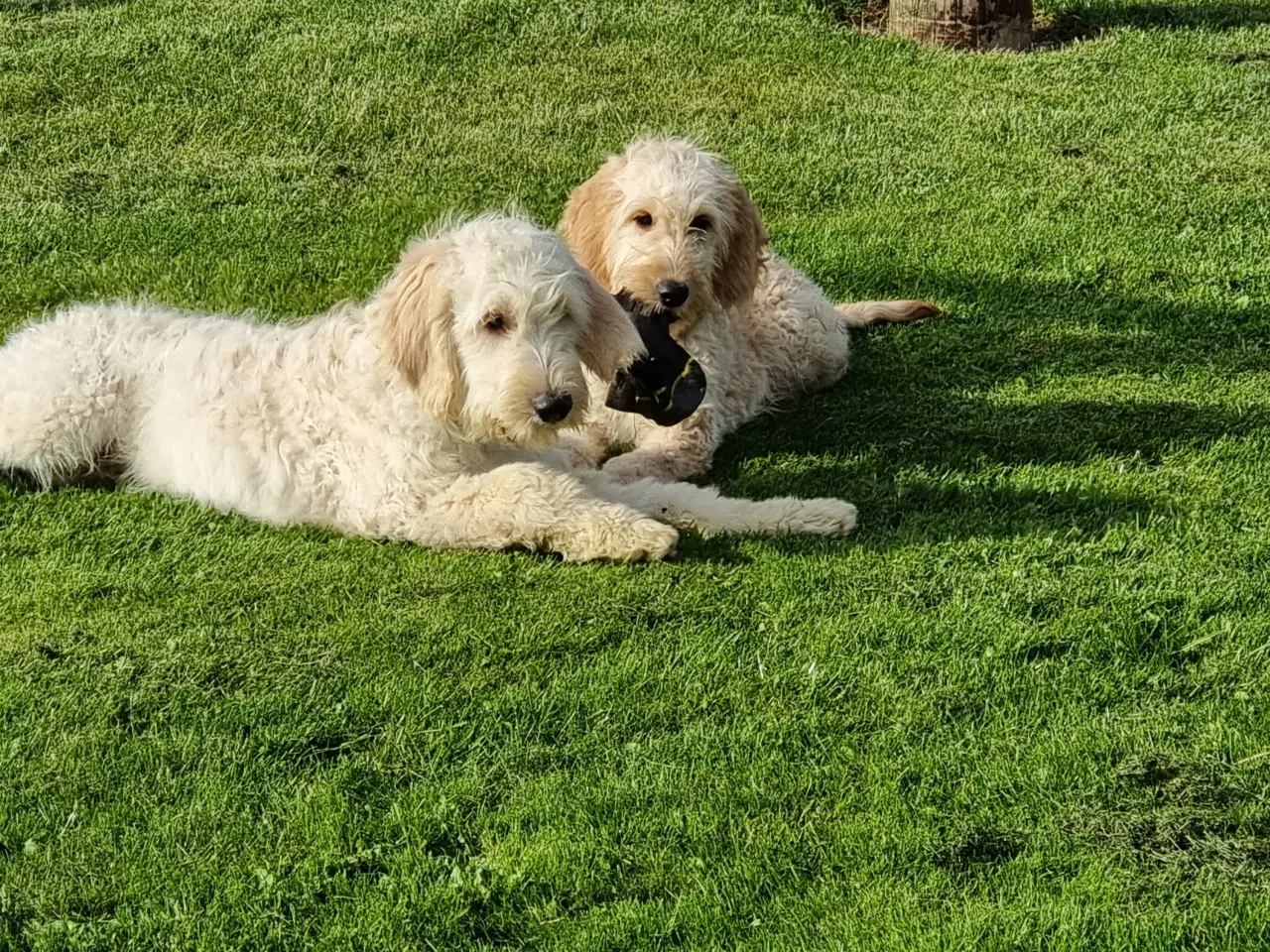 Billede 2 - skønheder Golden doodle hvalpe