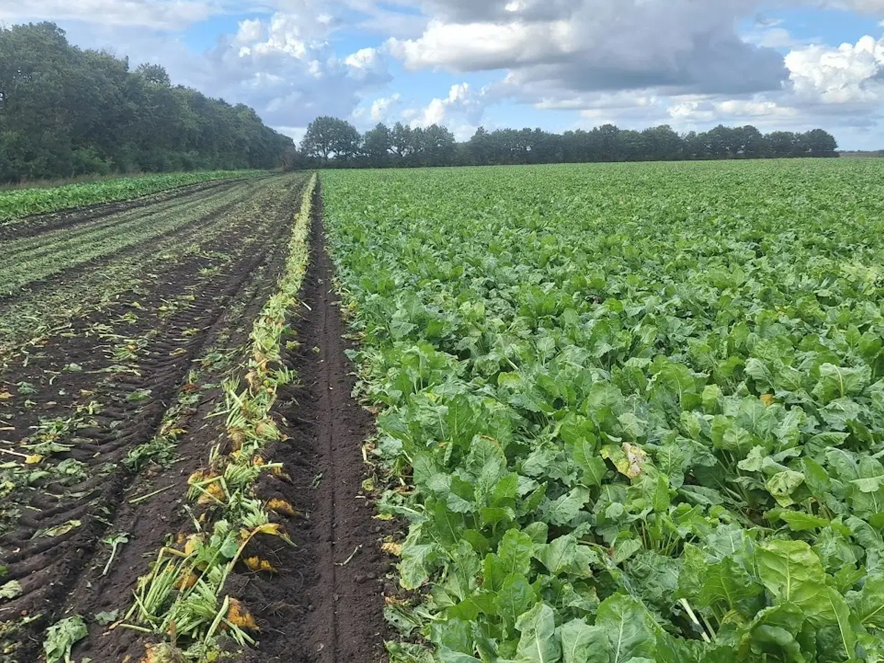 Billede 1 - Roer/Foderroer