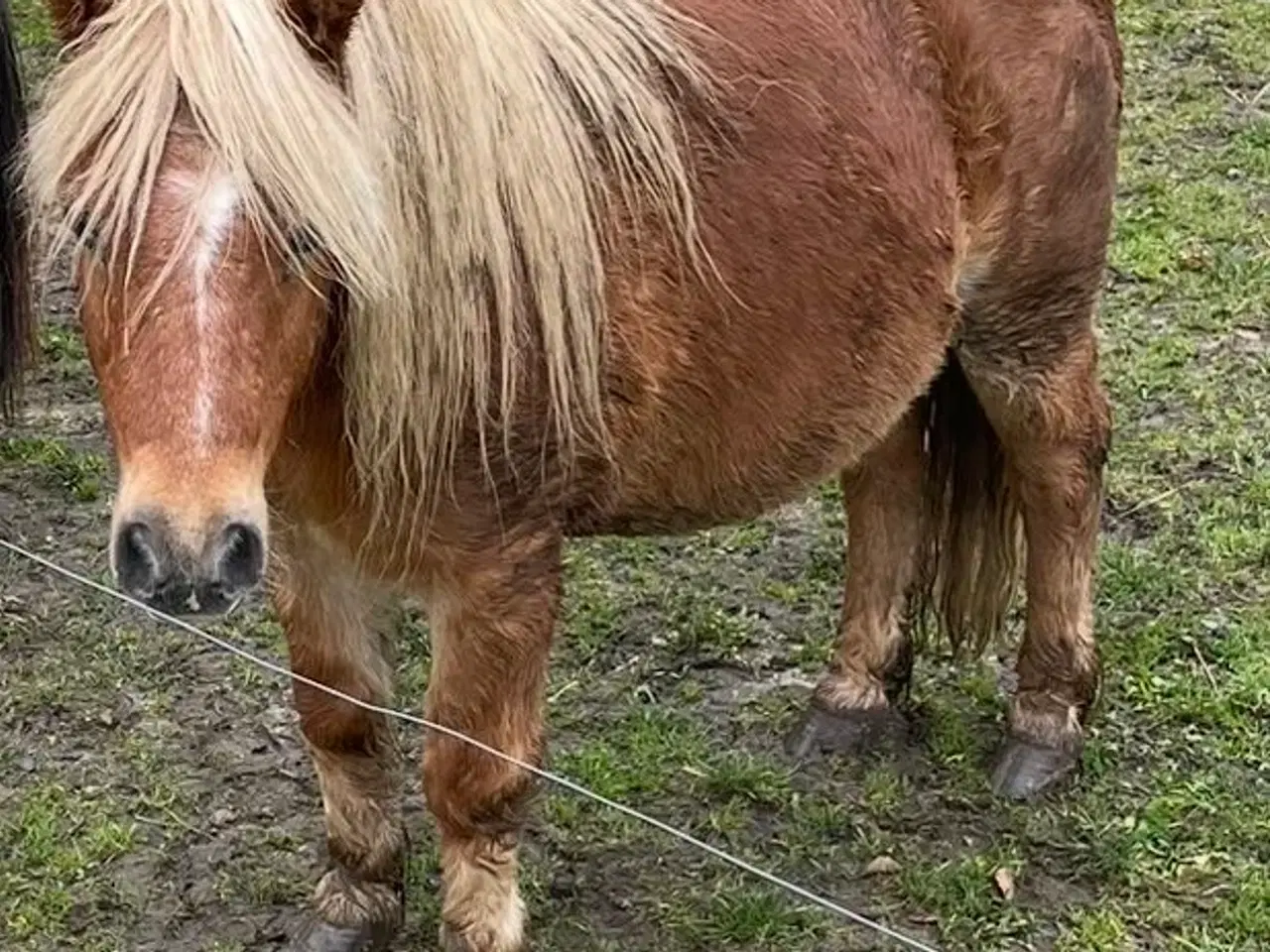 Billede 1 - Shetlænder hoppe søges