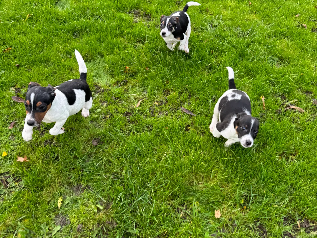 Billede 3 - Dansk/Svensk Gårdhund hvalpe