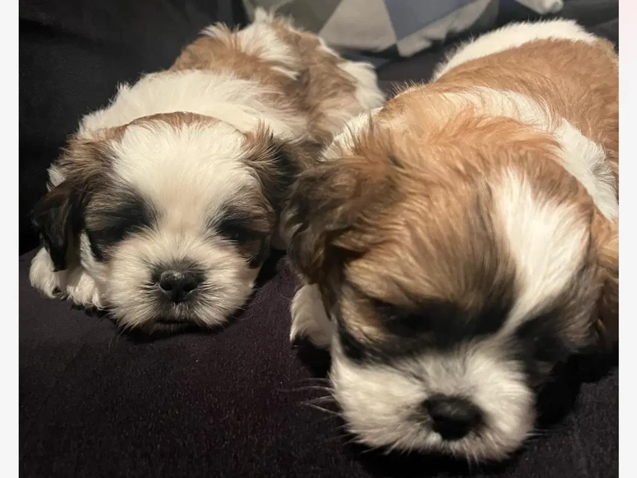 Billede 2 - Hundehvalp - shih tzu