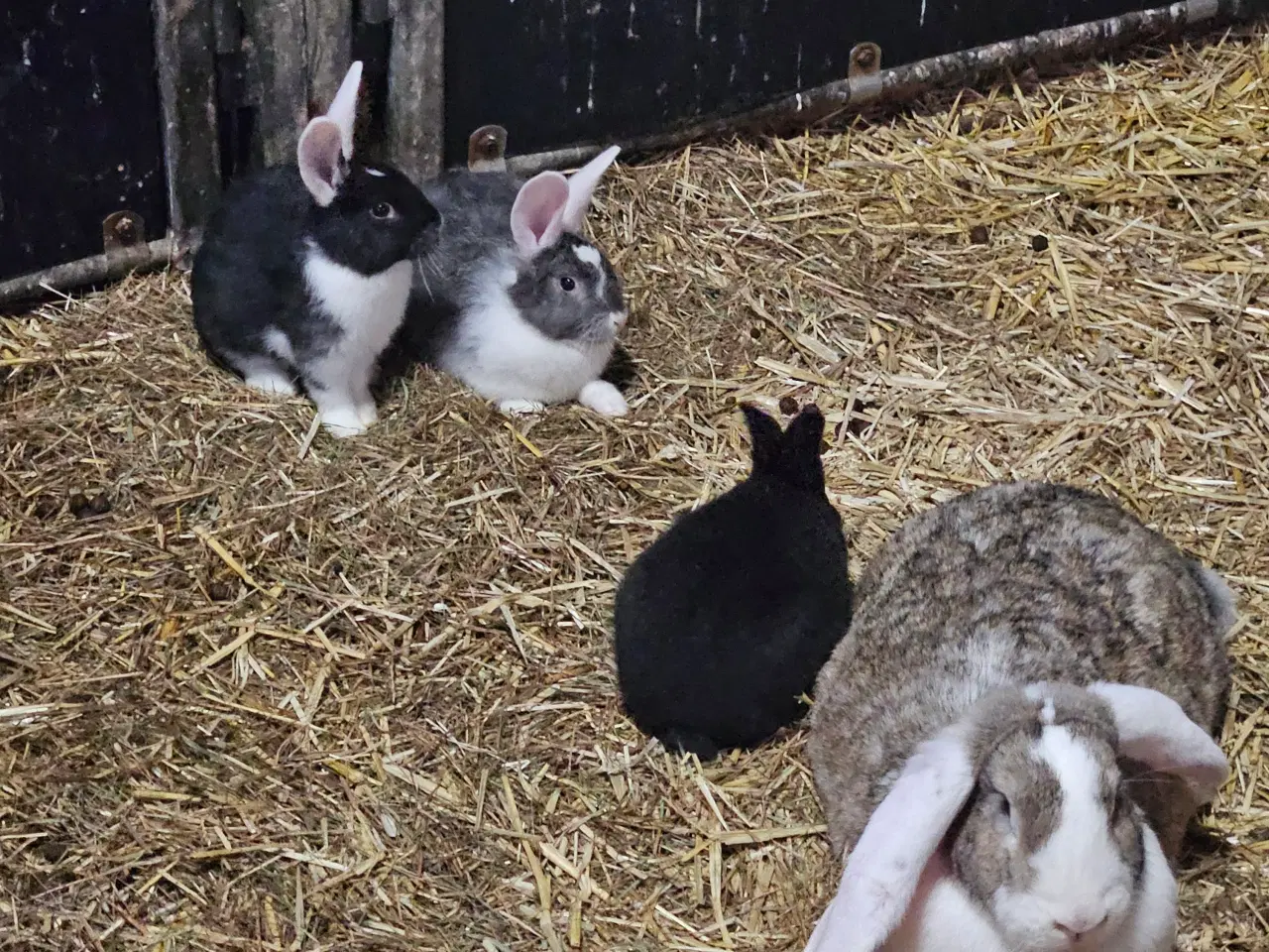 Billede 6 - Søde kanin unger