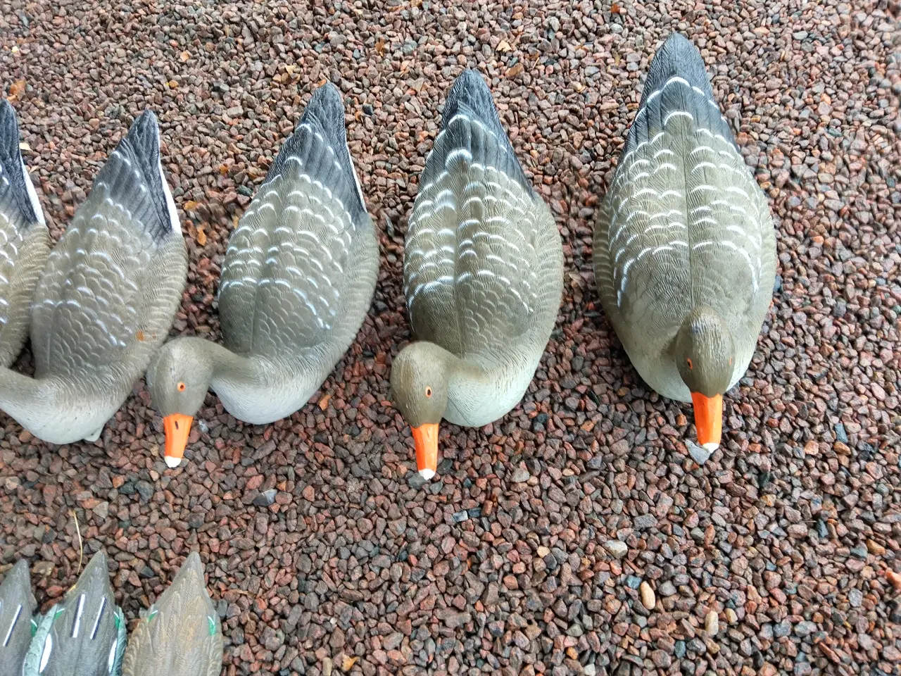 Billede 4 - Lokkegæs og Lokkeænder Flydende 