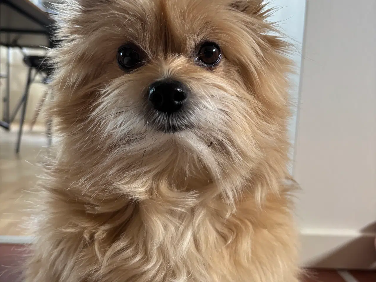 Billede 2 - Hvalpe søger nyt hjem