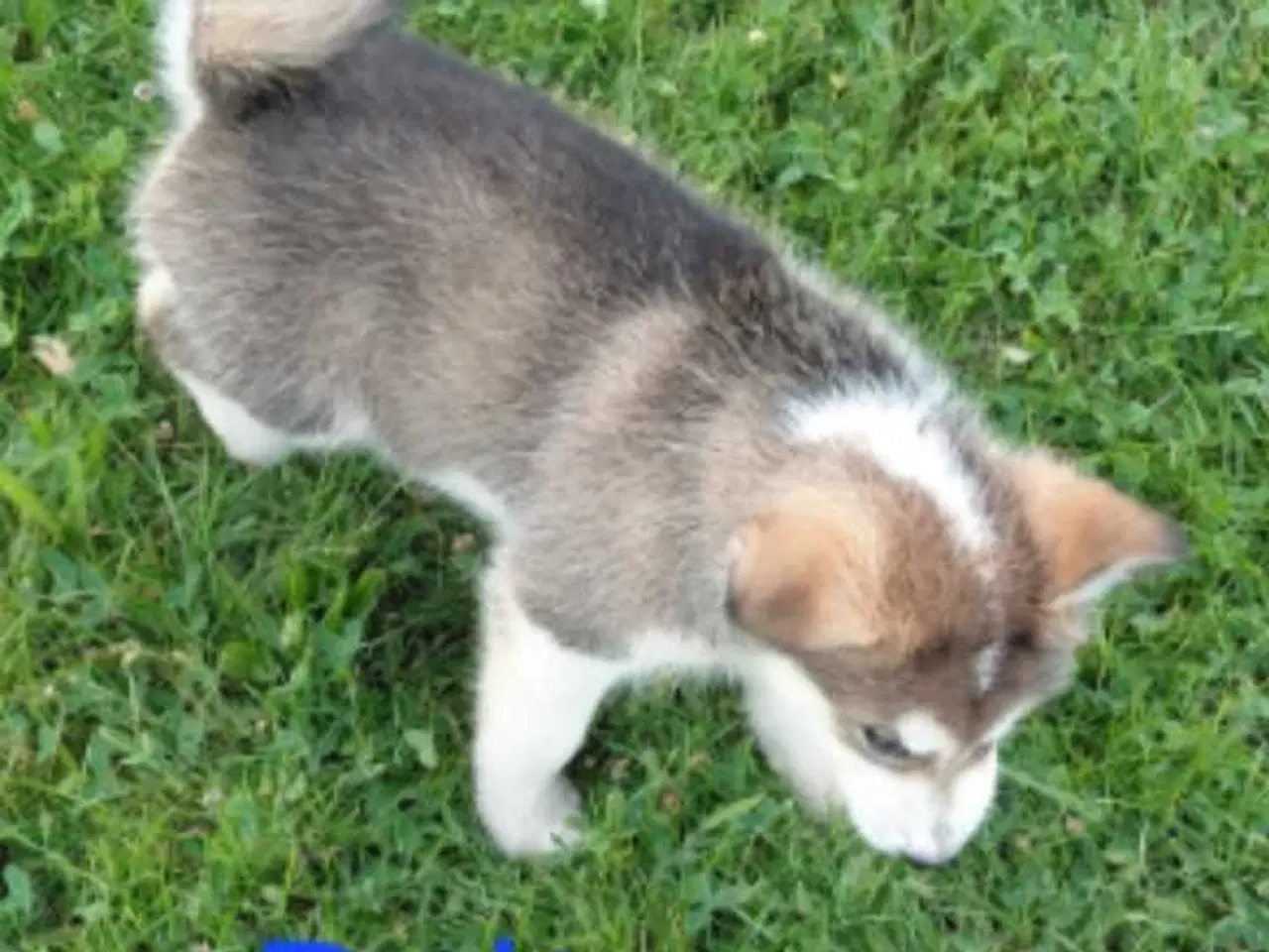 Billede 2 - Alaskan malamute hvalpe 