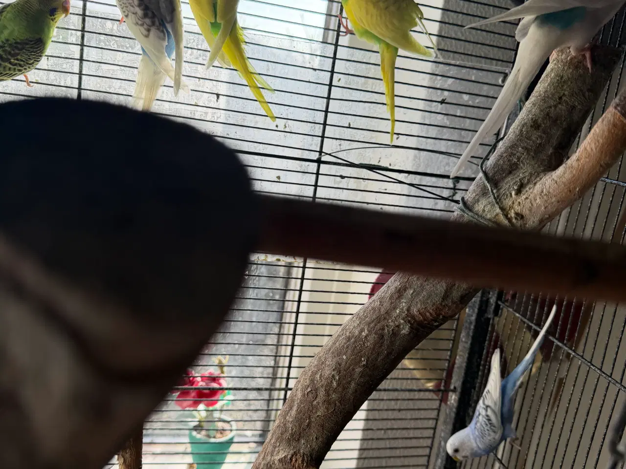 Billede 4 - Undulater unger sælges