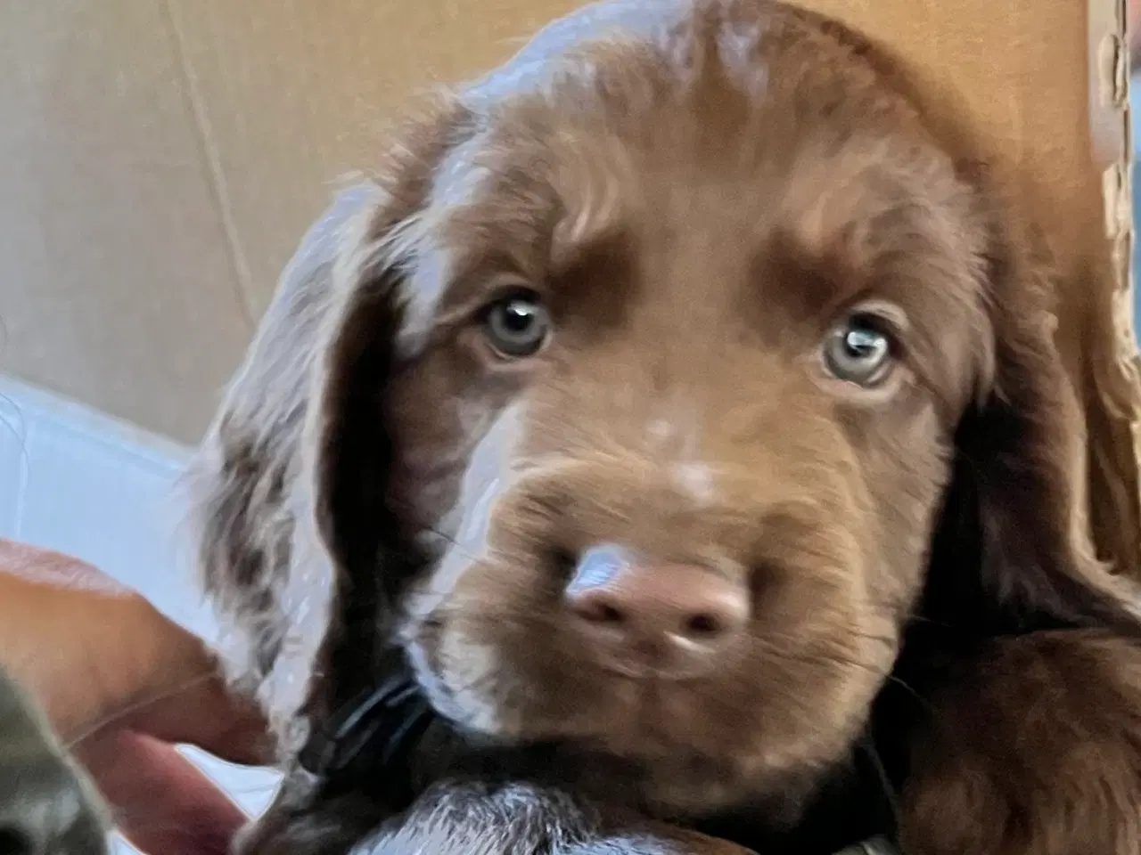 Billede 2 - Cockerspaniel dreng